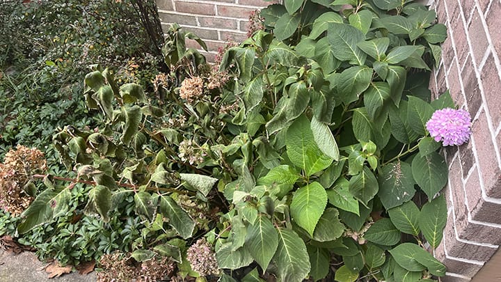 Hydrangeas in the stages of dying