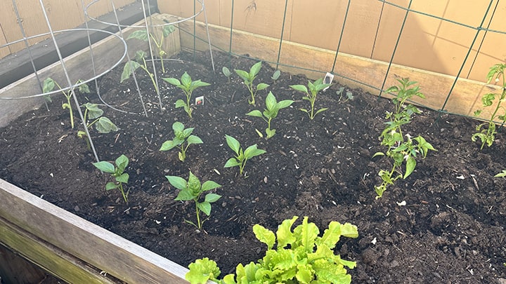 New seedlings
