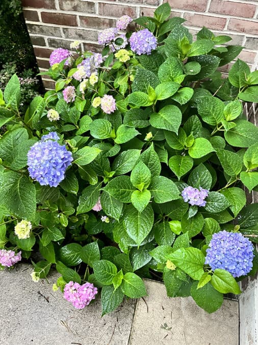 hydrangeas