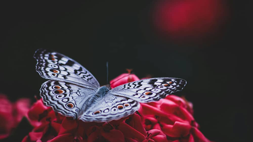 Butterfly on red flower